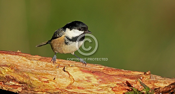 Coal Tit
