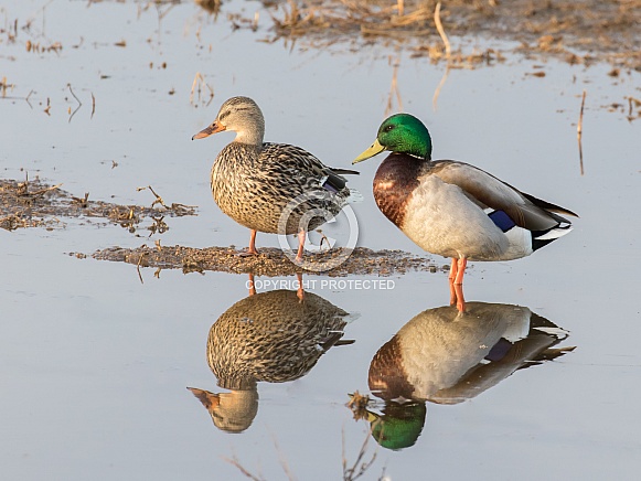 Male Mallard Duck Pair