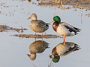 Male Mallard Duck Pair