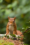 Red Squirrel