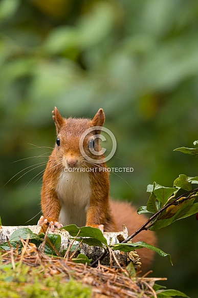 Red Squirrel