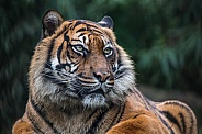 Sumatran Tiger (Panthera Tigris Sumatrae)