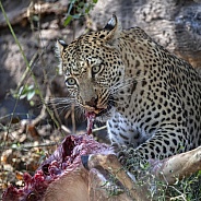 Leopard (Panthera pardus) - Botswana