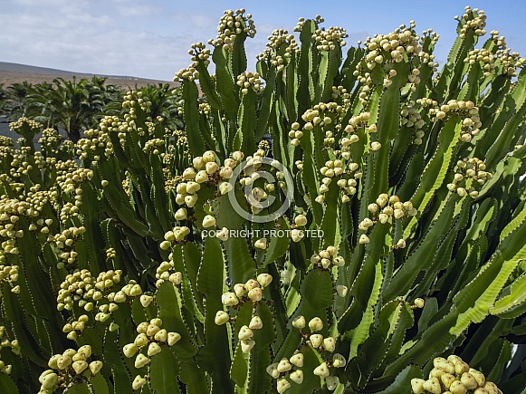 Cereus cactus - Canary Islands - Spain Cereus cactus - Canary Islands - Spain