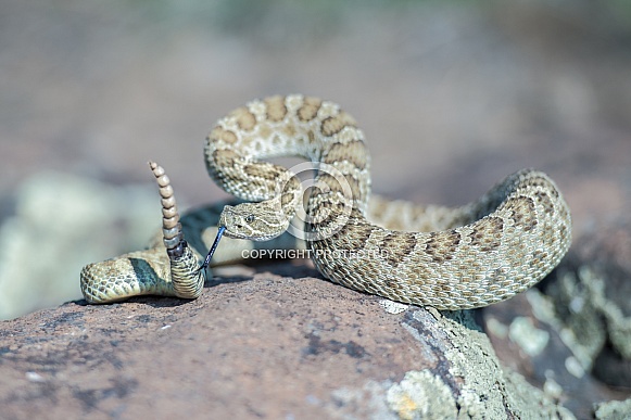 Prairie rattlesnake Prairie rattlesnake