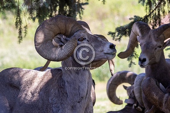 Big Horn Rams