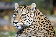 Leopard portrait