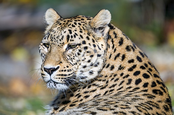 Leopard portrait
