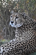 Cheetah close up
