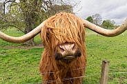 Extreme close up of highland cow