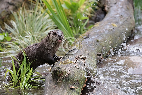 Asian small-clawed otter (Aonyx cinereus) Asian small-clawed otter (Aonyx cinereus)