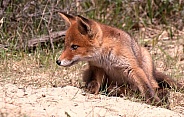 Red fox welp