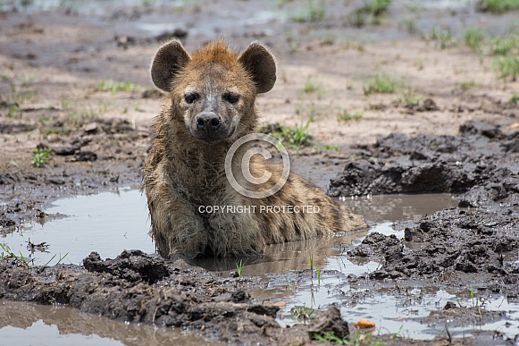 Hyena