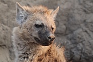 Close up of a young hyena