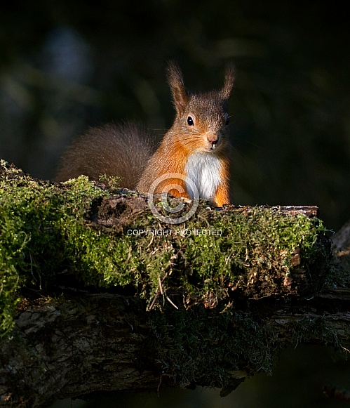Red Squirrel Red Squirrel