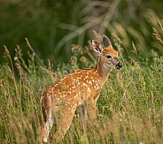 Whitetail Fawn in high grass.
