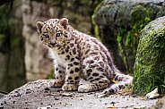 Snow leopard cub sitting