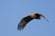 White tailed eagle or European Eagle