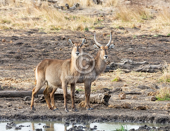 Waterbuck Antelope