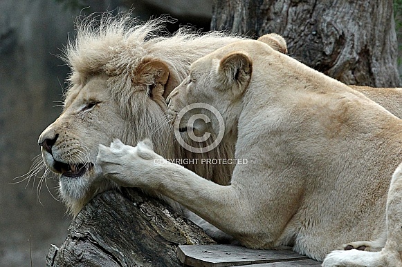 Afr. White Lion Afr. White Lion