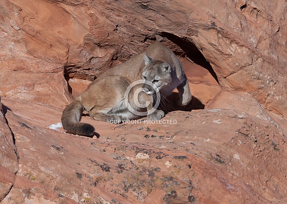 Mountain lion, cougar, puma concolor Mountain lion, cougar, puma concolor