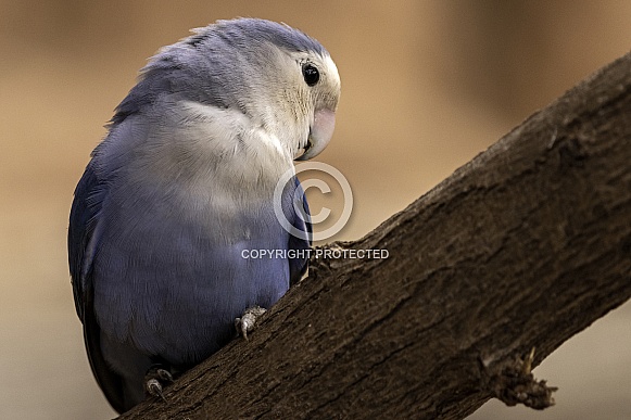 Love Bird Perched On Branch Love Bird Perched On Branch