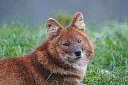 Dhole