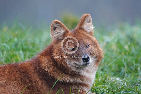 Dhole