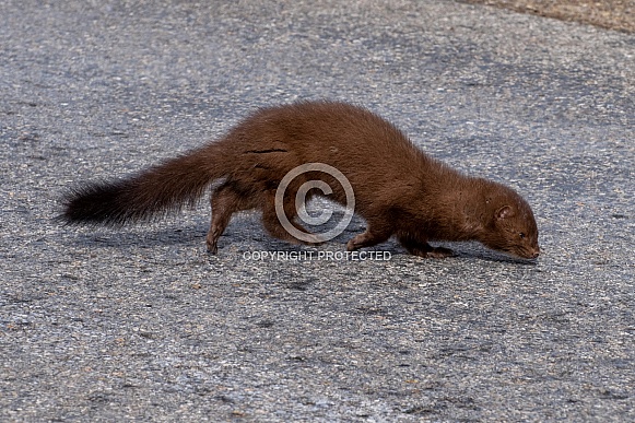 American Mink American Mink