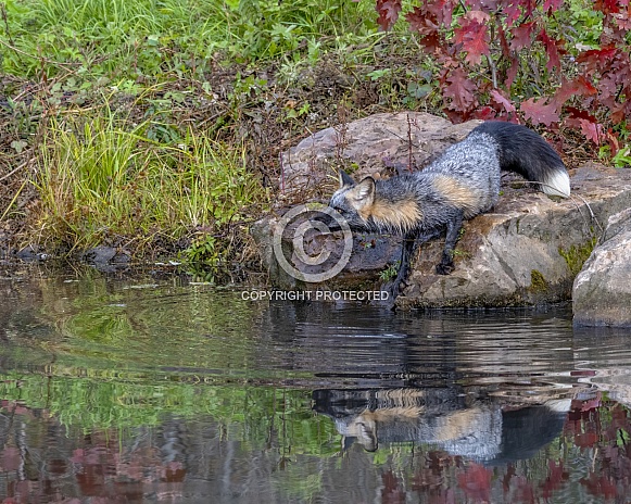 Cross Fox or Melanistic Fox Cross Fox or Melanistic Fox