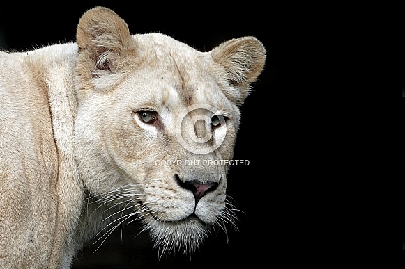 Afr White Lioness Afr White Lioness