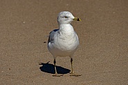 Sea Gull