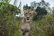 Marthly Lioness