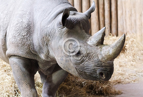 black Rhino