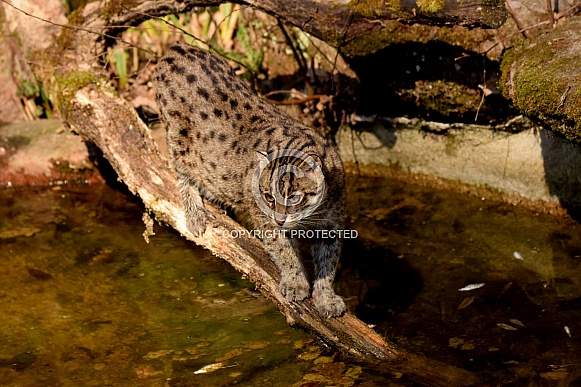 fishing cat