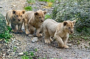 Three Lion Cubs