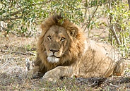 Lion Kruger National Park SA (Wild)