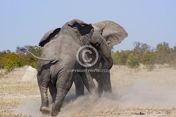 Two African Bull Elephants fighting