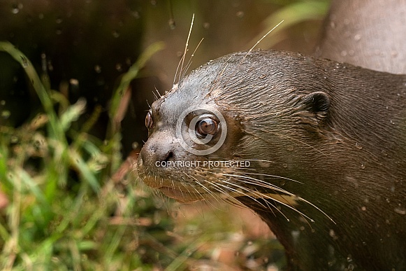 Giant Otter Close Up Giant Otter Close Up
