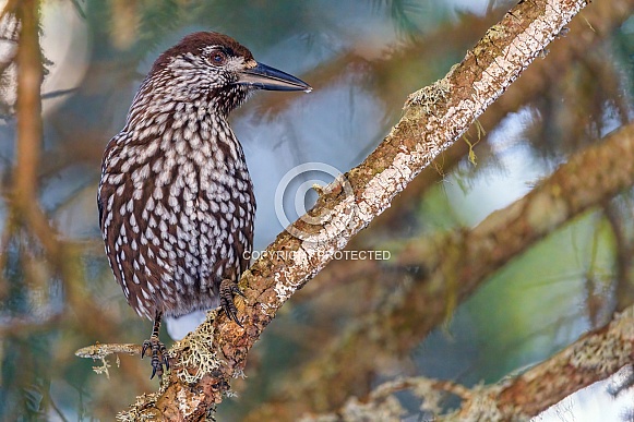 Nutcracker posing on a branch...