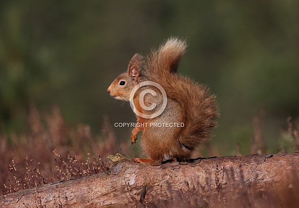 Red Squirrel