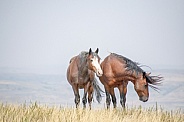 Wild Horse (Equus caballus)