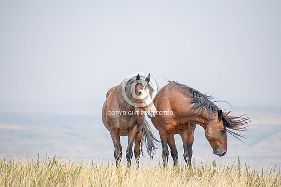 Wild Horse (Equus caballus)