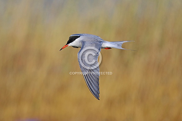 Common Tern Common Tern