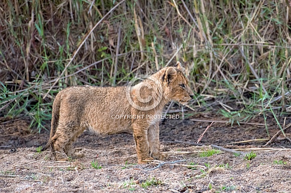 Lion Cub in River Bed