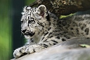 Snow Leopard Cub