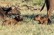 Two African Buffalo Calves