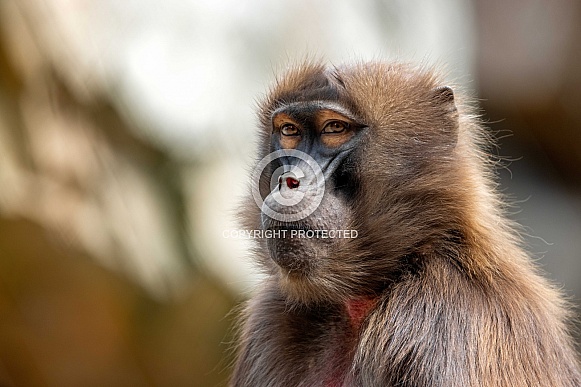 Gelada (Theropithecus gelada) Gelada (Theropithecus gelada)