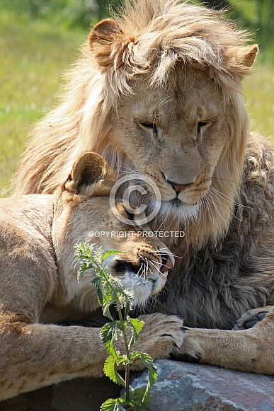 African lions, love