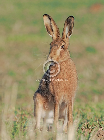 Brown Hare